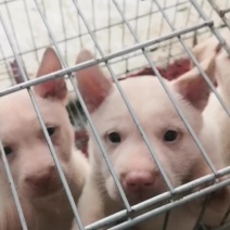 短毛下司犬，可以出窝了，有喜欢的老板，欢迎骚扰！