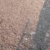 鹌鹑粪