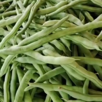 白菜价格