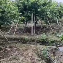 自种40亩香水柠檬在广东韶关需要的老板来