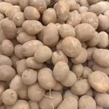 精品陇14