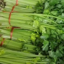 精品毛芹