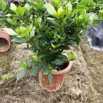 本地栀子花，花苞多，基地直销，现挖现发量大从优，欢迎洽谈