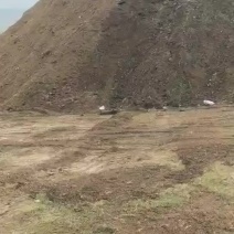 羊粪