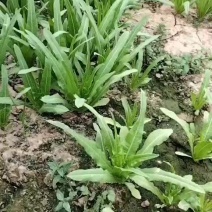 油麦