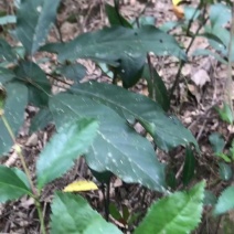 野生九节茶中药草珊瑚现挖现采干鲜货齐全