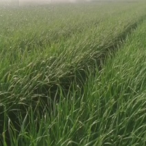 硬叶，自己基地，这季，最后一批