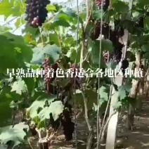 着色香葡萄苗大量