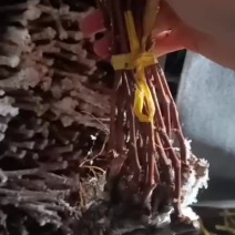 葡萄苗大量出售