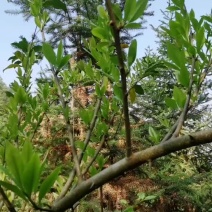 我有野生穿破石药材，寻找买家。