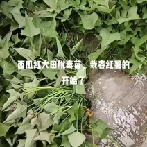大田西瓜红红薯苗