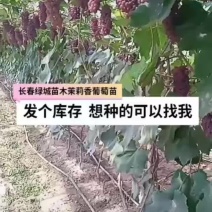 金红娃品种