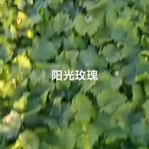 阳光玫瑰种苗