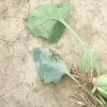 菠菜，加工厂货