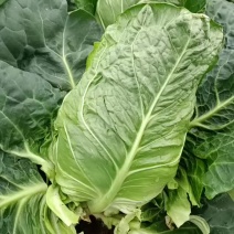 牛心菜尖包甘兰大量上市