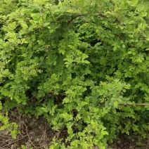 蔷薇基地批发攀援植物蔷薇花，野蔷薇爬墙梅