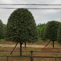 产地供应湖南桂花精品八月桂丹桂高杆桂花低分枝丛生桂花批发
