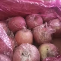 冠县红富士苹果