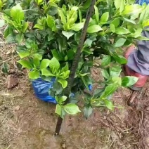 本地栀子花，花苞多，基地直销，现挖现发量大从优，欢迎洽谈