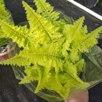 金叶波斯蕨金叶肾蕨黄金排骨草耐阳耐阴易种好养