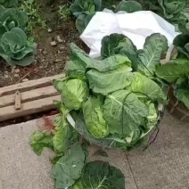 牛心甘蓝