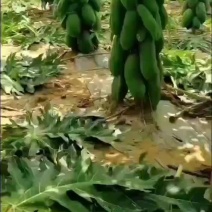 优质红肉大青水果木瓜苗，大白，红菱，拖病毒苗种植成活率高
