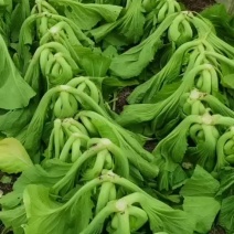 云南小叶芥菜大量供货