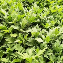 纯红色地被菊黄色地被菊一手货源
