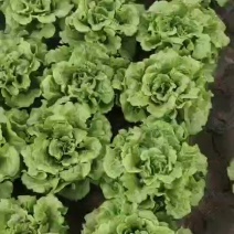 精品生菜