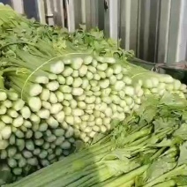 芹菜
