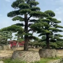 产地批发精品造型罗汉松进口造型罗汉松树形优美遒劲量大从优