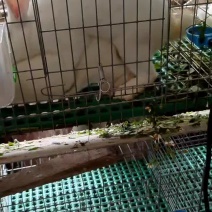 小兔子