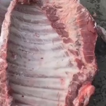 母猪大肋排，厂家一手货源