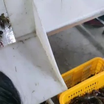 湖南沅江龙虾