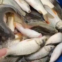 精品鲤鱼带红尾鱼苗