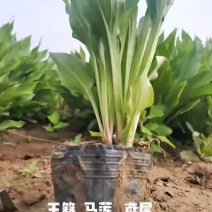 玉簪马莲鸢尾基地直供