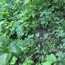 大量香水柠檬