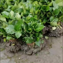 基地批发八仙花，绣球花，八仙花小苗裸根苗杯苗无尽