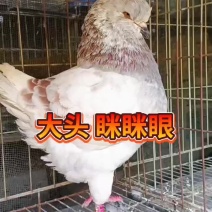 精品圆环鸽子大头眯眯眼白色黑色黄色花色