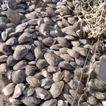 河蚌大量上市，规格齐全，欢迎来电咨询
