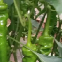 精品螺丝椒
