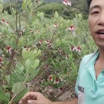 菲油果开花结果树