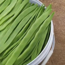 芸豆