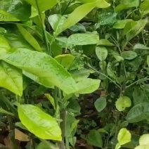 泰国红宝石青柚苗，水分足化渣，两年苗现在清地价处理