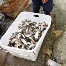 鲤鱼苗
