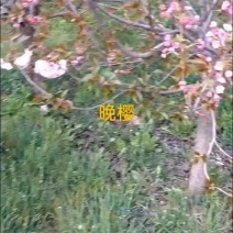 自家苗圃8～13公分晚樱，一二级货量大，土质保证