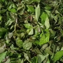 草珊瑚茶，九节风