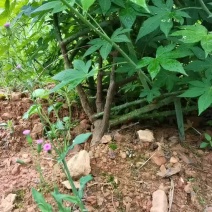 甜茶.刺儿茶