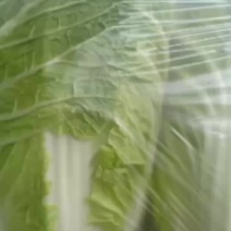 我们经营黄心大白菜量大需要连系