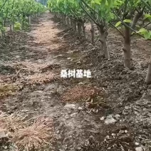 桑树各种规格